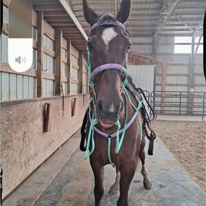 Bridle and Breast Collar set